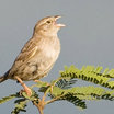 Cassin's Sparrow